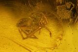 Three Fossil Flies (Diptera) and a Spider (Araneae) In Baltic Amber #135067-2